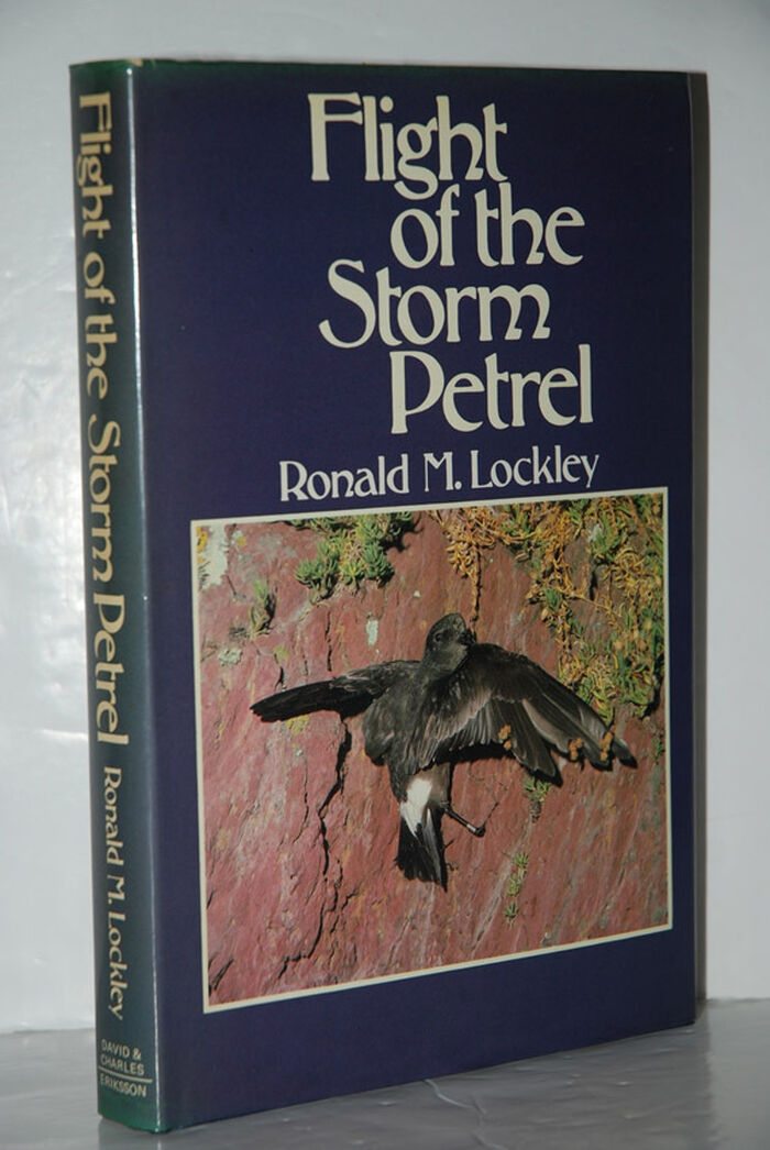 Flight of the Storm Petrel Image