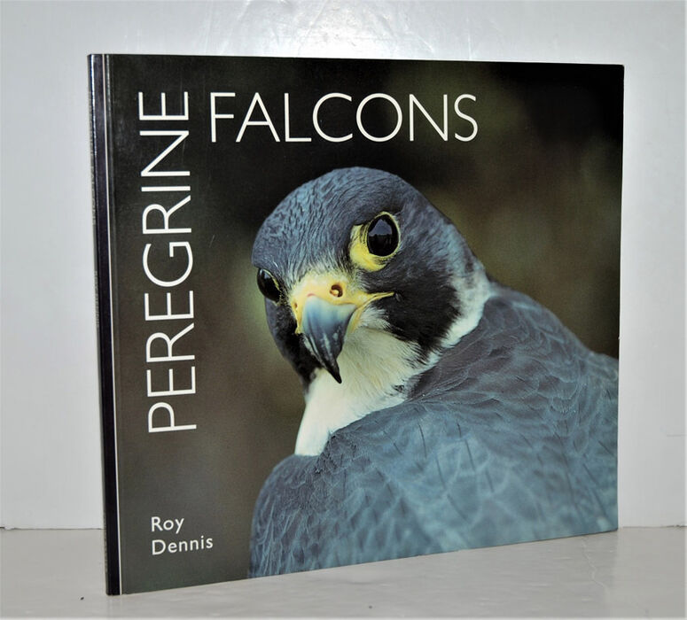 Peregrine Falcons Image