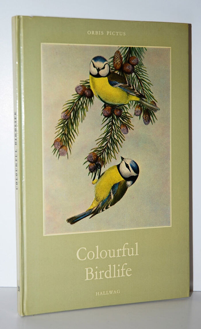 Colourful Birdlife Image