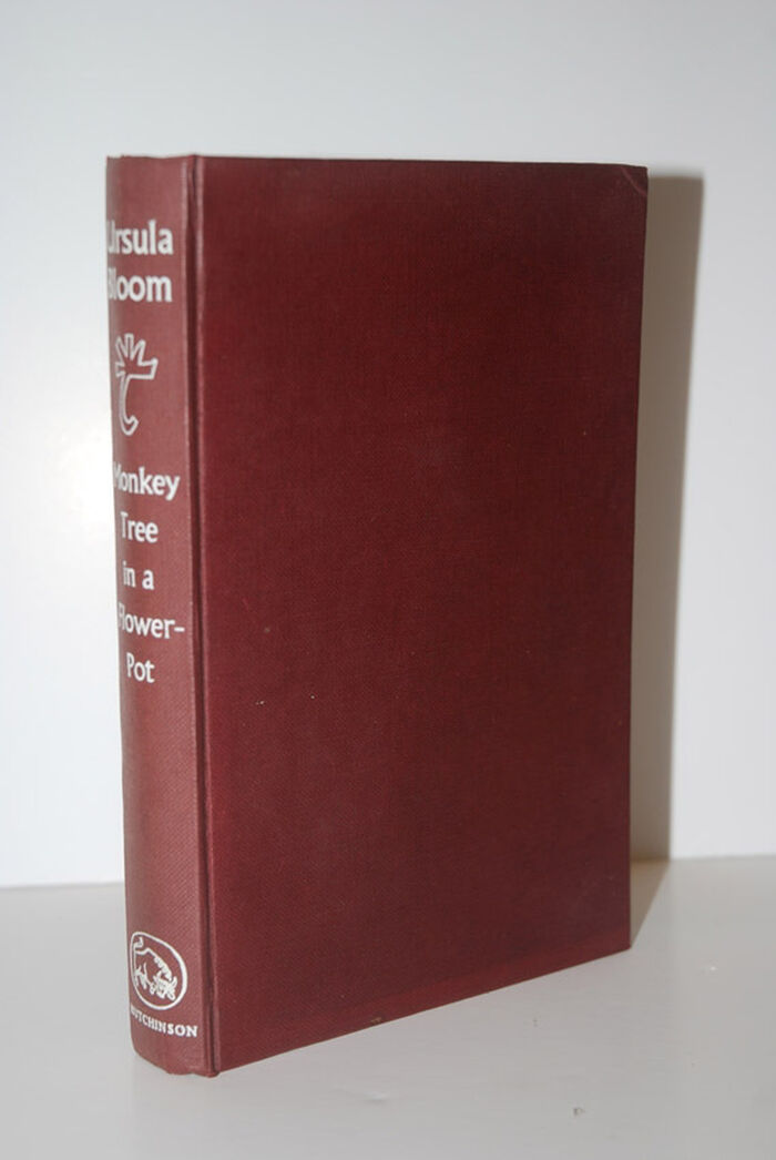 Monkey Tree in a Flower Pot Image