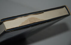 Flight of the Storm Petrel Additional Image