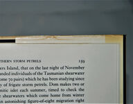 Flight of the Storm Petrel Additional Image