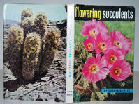 Flowering Succulents Additional Image