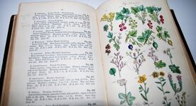 British Wild Flowers Described, with an Introduction and a Key to the Additional Image