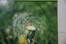 The Staffordshire Larder A Definitive Guide to Wild Foods in Additional Image
