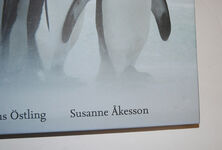 Penguins the Secret Lives of the World's Most Intriguing Birds Additional Image